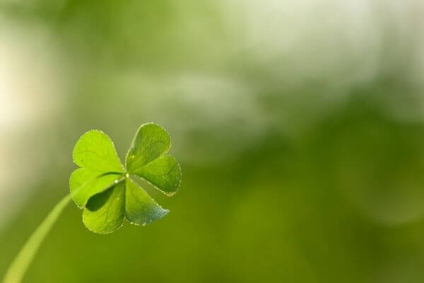 Picture of a 4 leaf clover to represent the top money superstitions
