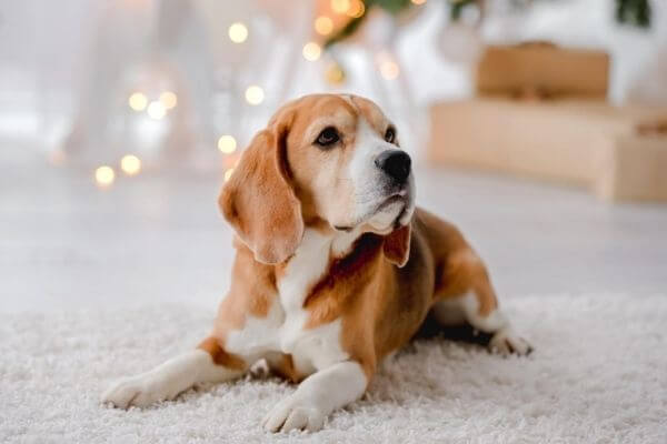 Picture of a cute dog in front of a Christmas tree for how can I make sure my no gift Christmas is still meaningful.