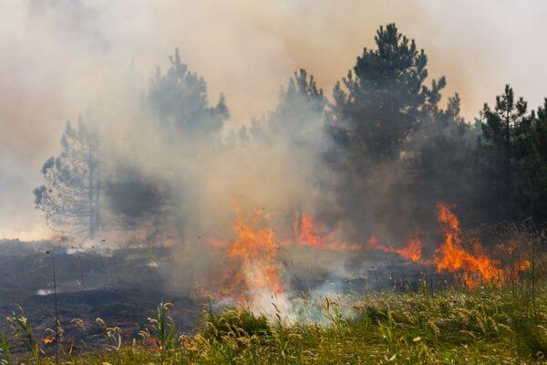 Picture of a wildfire