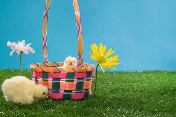 Picture of an Easter basket and baby chicks for appropriate ideas for tweens.