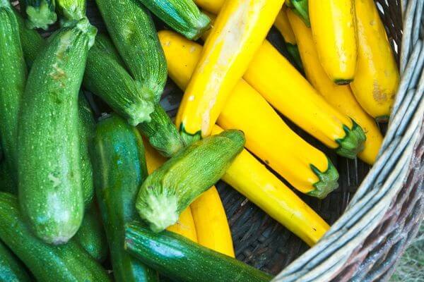Picture of summer squash