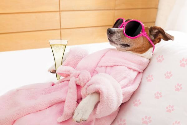 Picture of a dog wrapped in a robe for at home spa day.