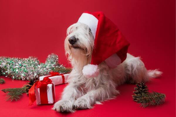 Picture of a cute dog for create your holiday budget