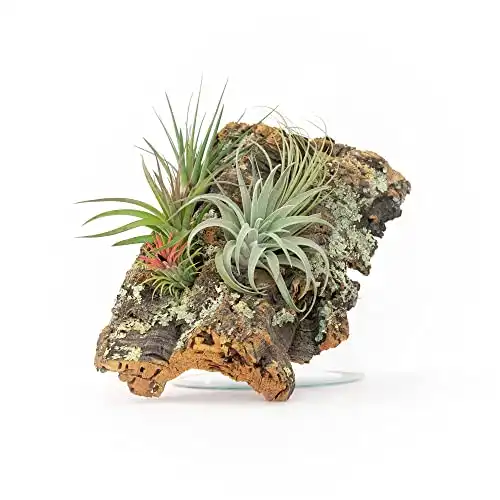 Medium Natural Cork Bark DIY Kit with Four Assorted Air Plants, Glue and Hook - Live Tillandsia Succulent House Plant - Wholesale and Bulk - Home and Garden Decor - Easy Care Indoor and Outdoor Plants