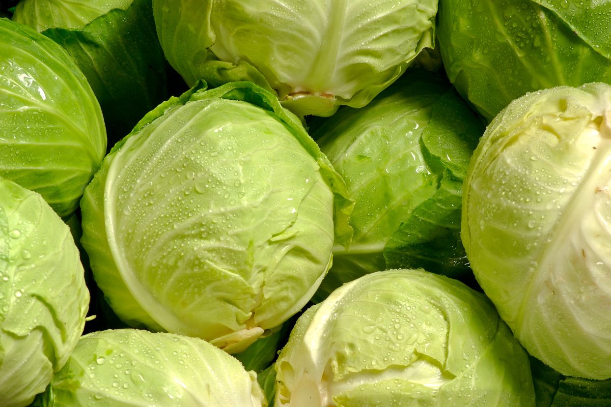 The picture shows cabbages.