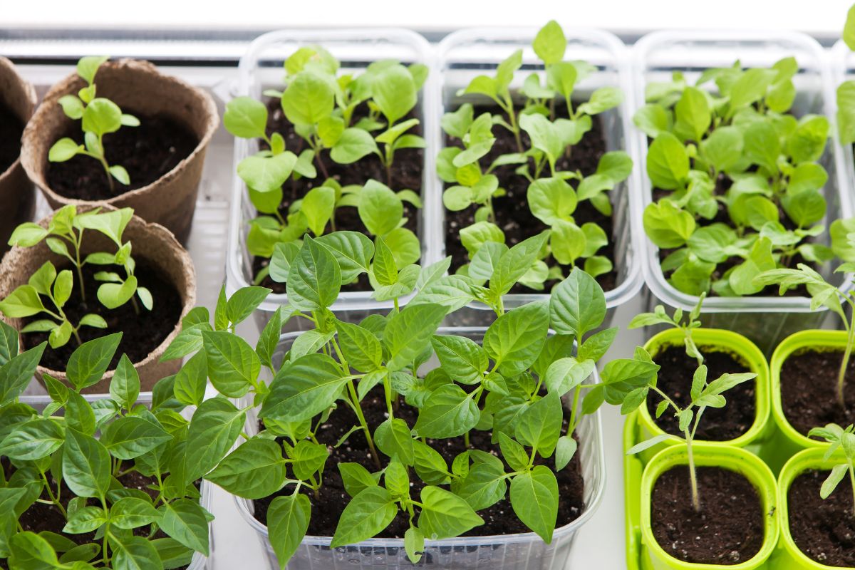The picture shows vegetable plants.