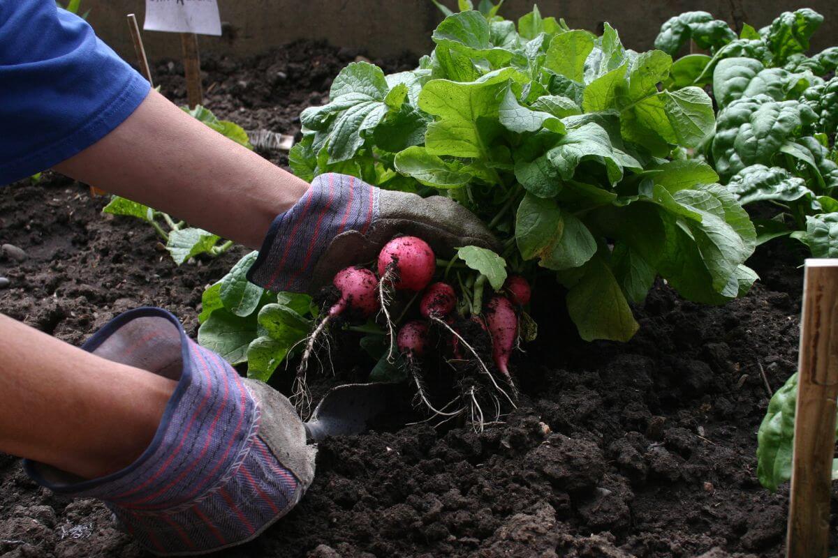 The image shows a girl's hand harvesting radish indicating to grow her own food or start a small garden to save money on groceries.