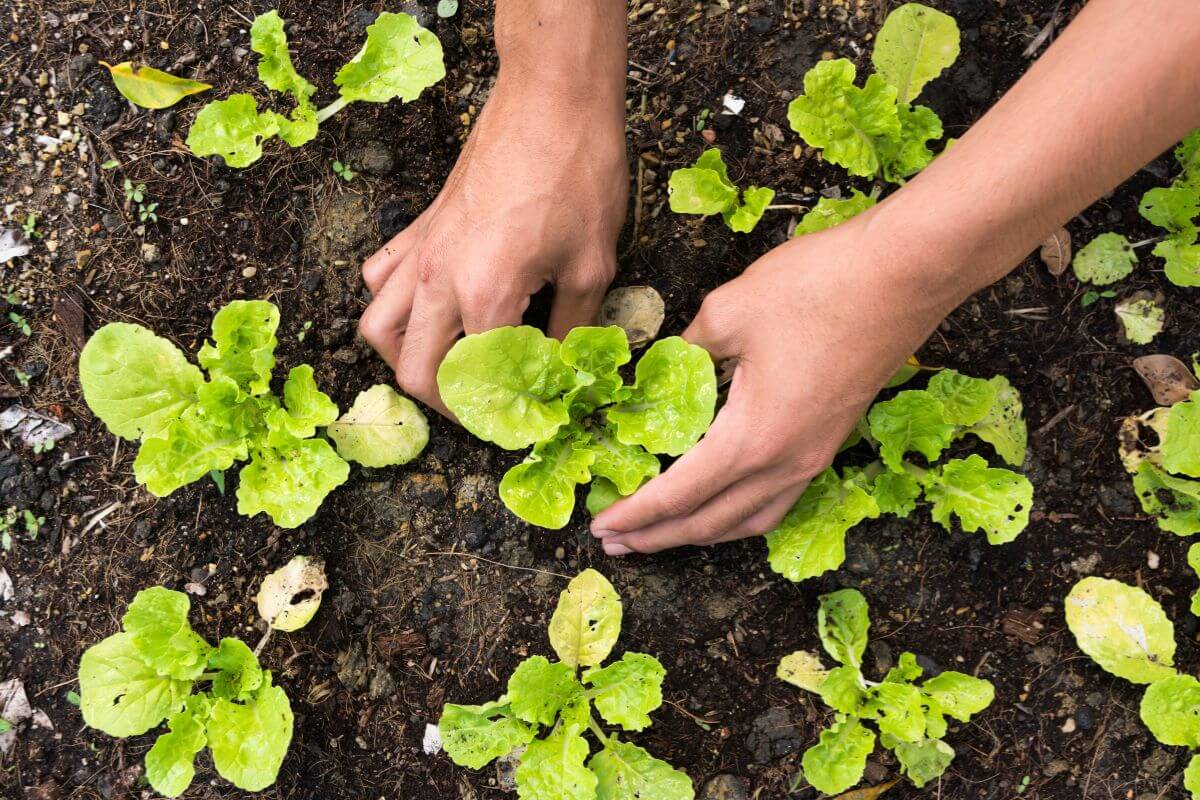The picture of a man's hand planting vegetables indicates starting a garden and selling organic produce and turning it into a profit.