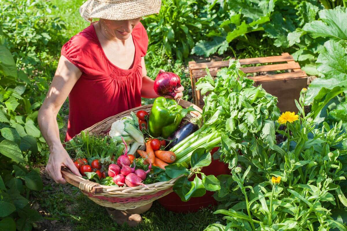 The picture tells about a girl holding a basket of harvested  vegetables indicating to grow your own food in a backyard garden is a great way to save money and eat healthier.