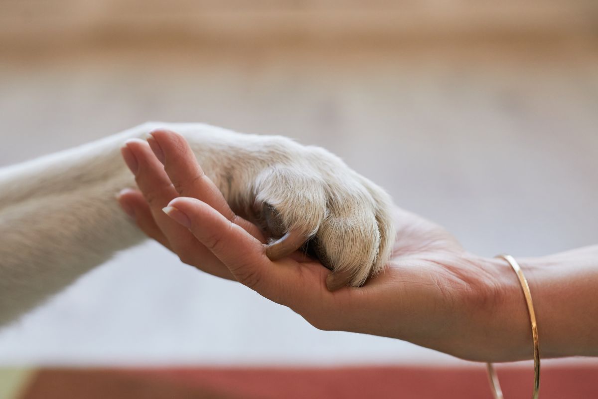The image shows a woman and a dog hand.