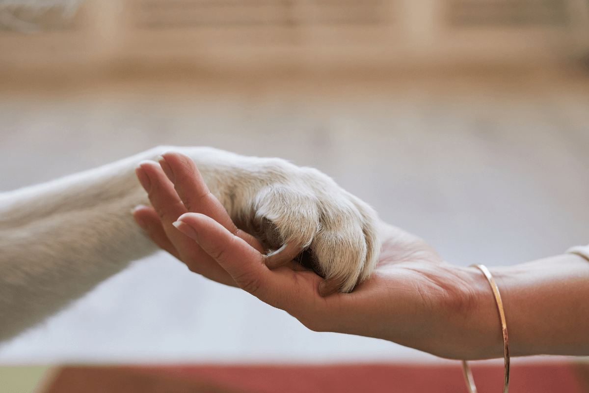The picture tells about a dog's hand and a girl's hand holding hands together referring to account for pets and their care to include a plan that ensures that they are well taken care of after you're gone. 