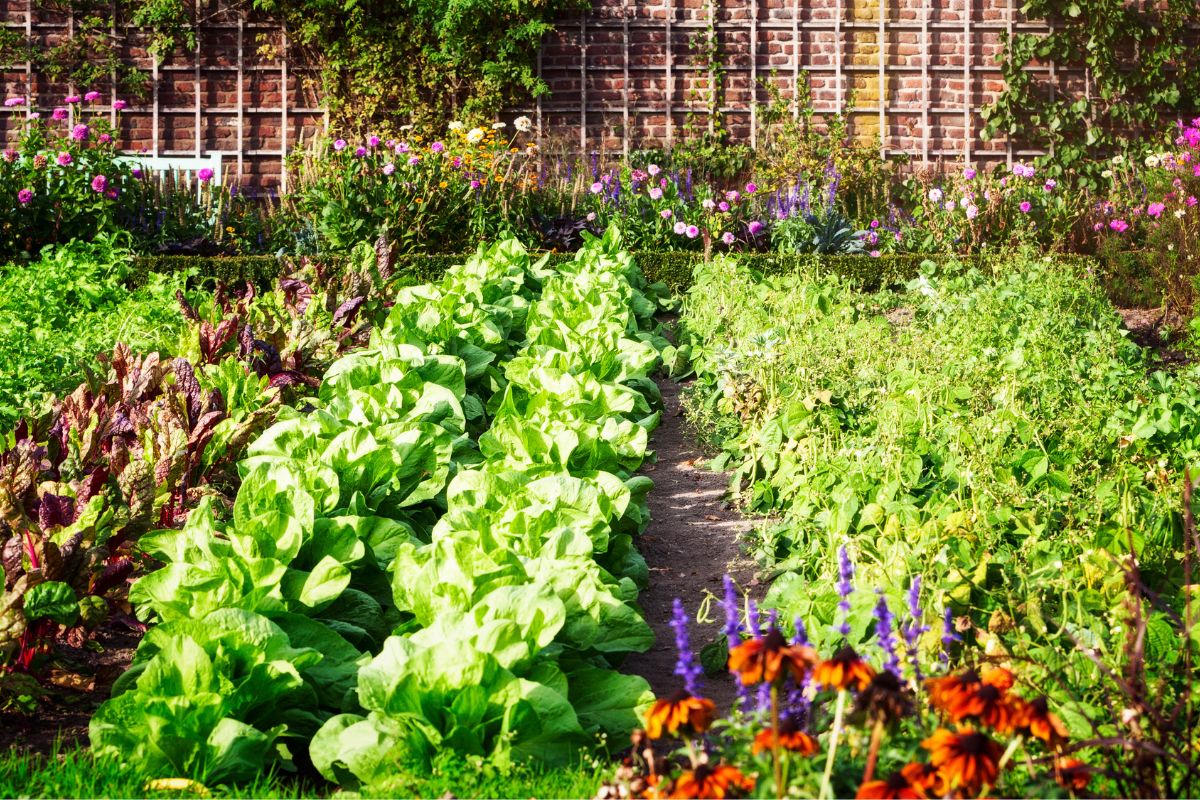 Image of vegetables in a garden.
