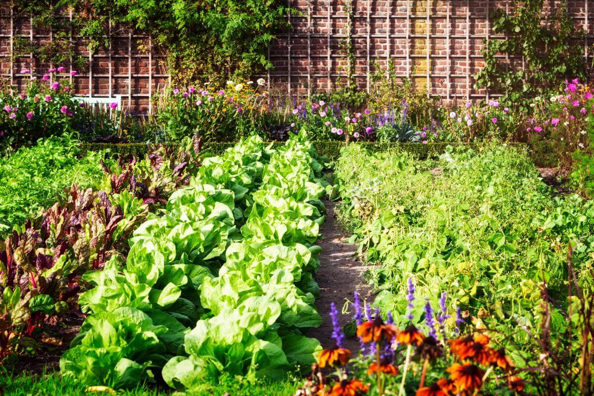 The image shows vegetables gardening in the back yard indicating to grow your own vegetables for low-cost foods during tight times.