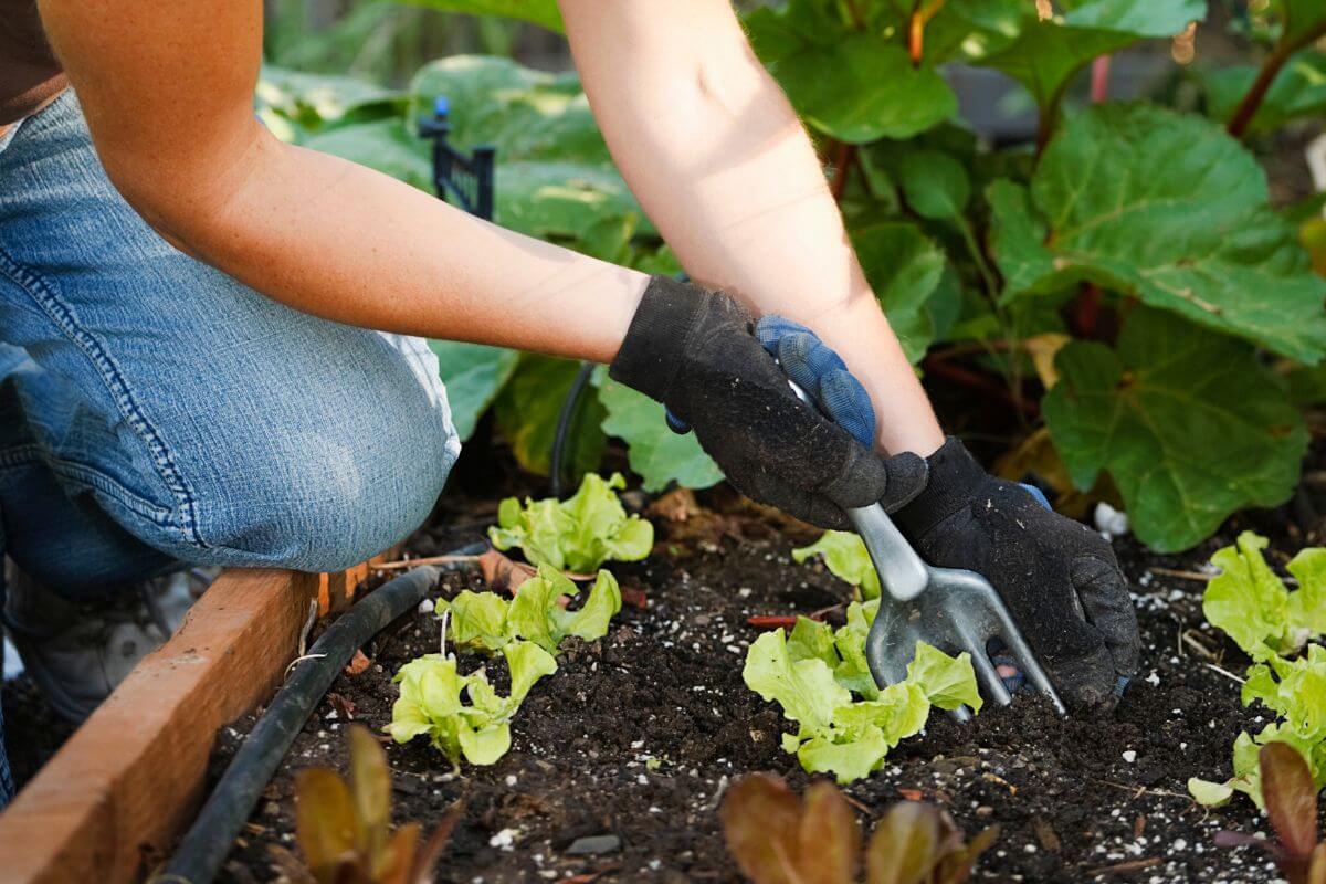 The image tells about a girl's hand planting vegetables which means to grow your own herbs and vegetables to cut grocery spending and a rewarding way to lower your food costs.