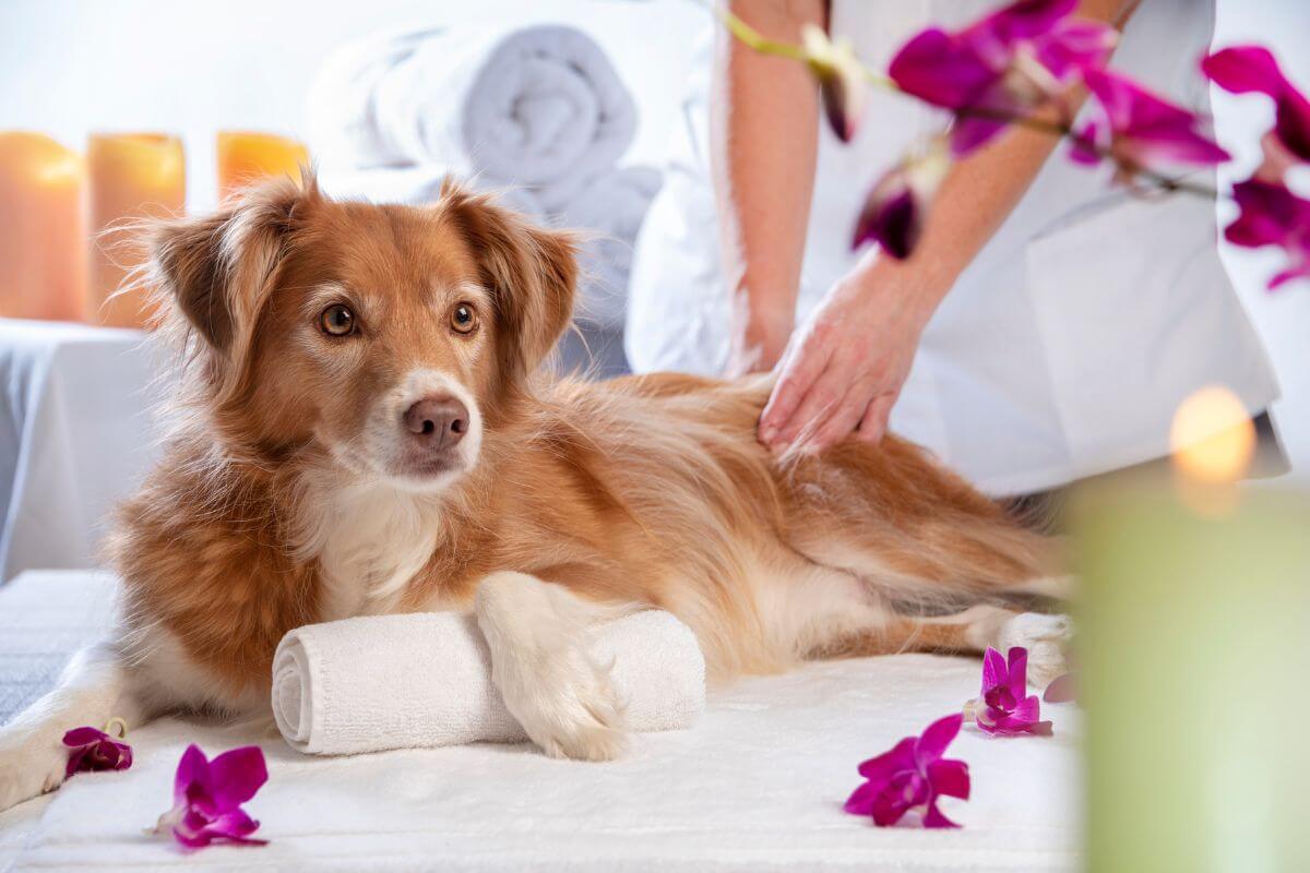 The image shows towels, flowers, and a girl massaging the dog means to pet masseuse for pampered animals is a unique way to earn money while working with animals.