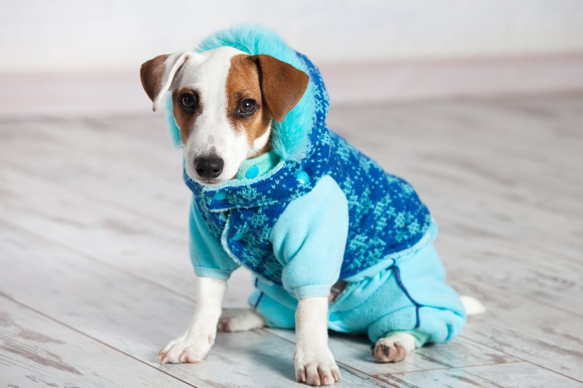 The image shows a dog wearing fancy clothes.