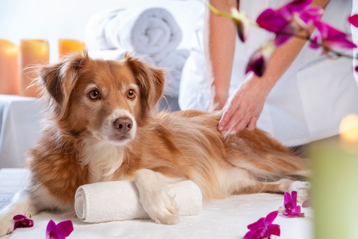 The image shows a woman pampering a dog.