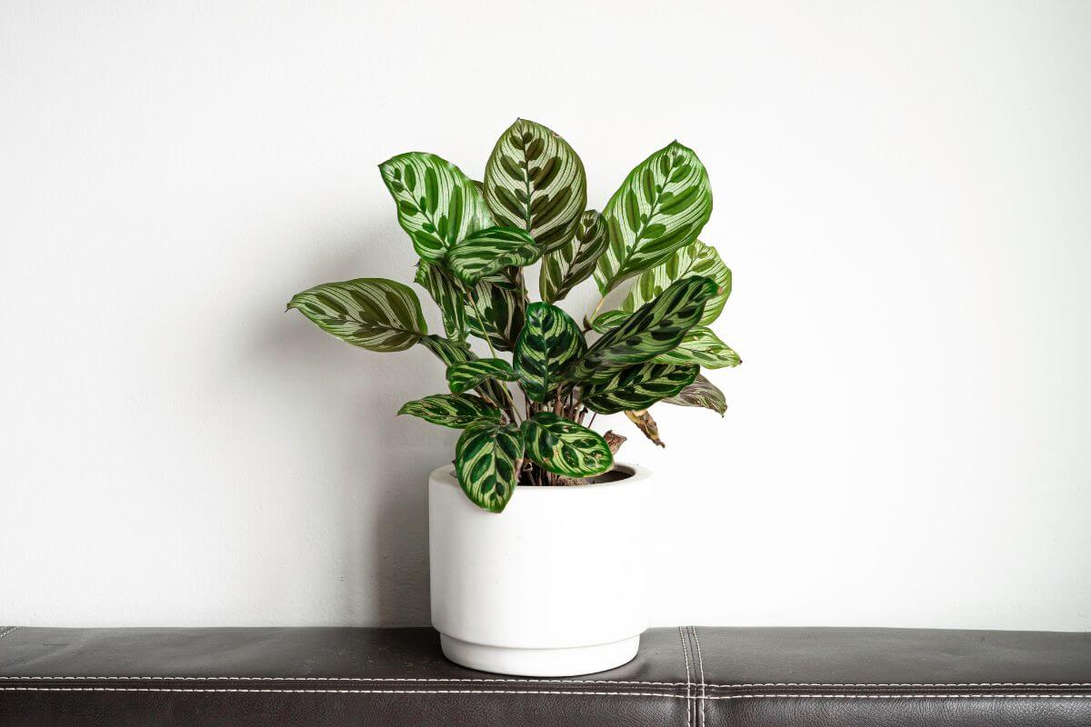 The photo tells about a plant on the couch referring to giving a plant to your partner so they can grow at home which is a great idea for any occasion or just as a surprise.