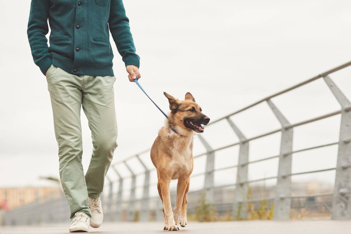 The image shows a man with a dog walking along the street indicating that starting a micro-business with zero investment can bring in fast cash and add to debt payment.