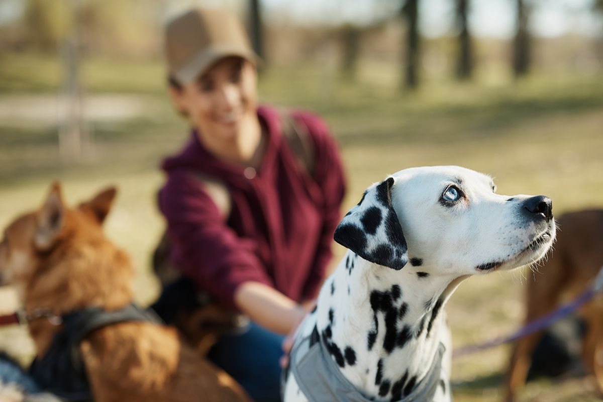 The photo shows a woman pet-sitting.