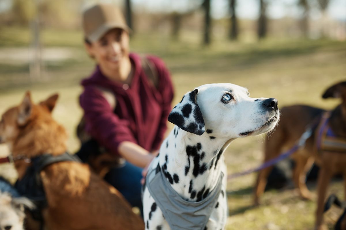 The photo tells about a girl taking care of the dogs indicating that a pet sitter is a great way to earn money without being stuck at a desk and a perfect part-time job for animal lovers.