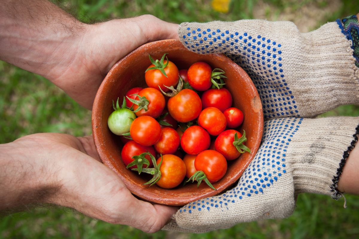Photo of a bowl of tomatoes swapping.