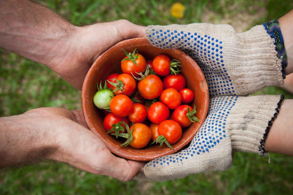 The photo shows hands holding a bowl of tomatoes together, indicating that joining a local food swap is a great way to get fresh food while cutting grocery expenses.