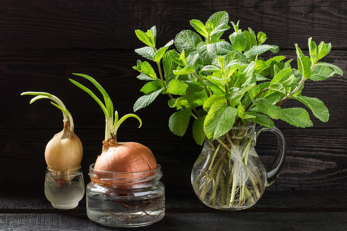 The photo shows mint and onions with jars full of water referring to regrow scraps in water that stretches grocery dollars and provides fresh produce without extra costs. 