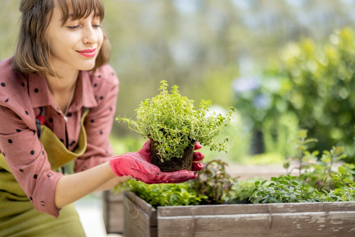 The picture tells about a garden and a girl holding a plant which means that growing your own herbs and vegetables at home is a great way to cut grocery costs.