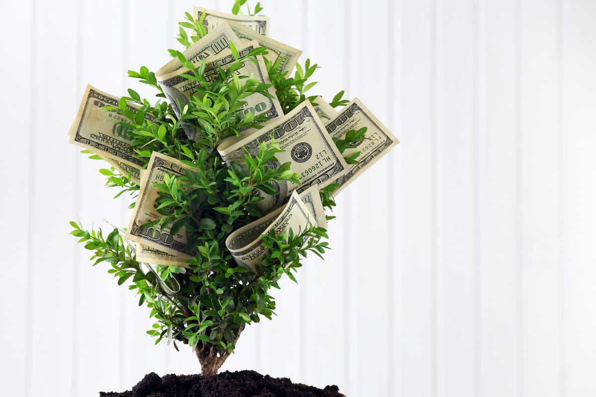 The image shows dollar bills on the tree.