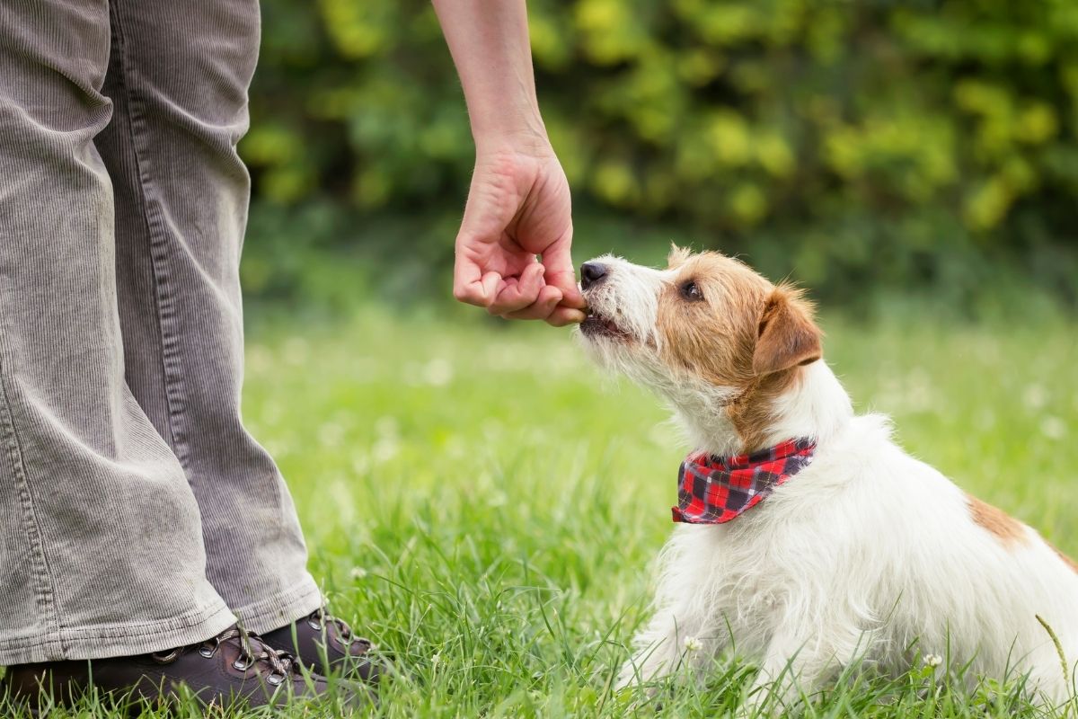 The image is about a woman's hand feeding the dog for pet care.