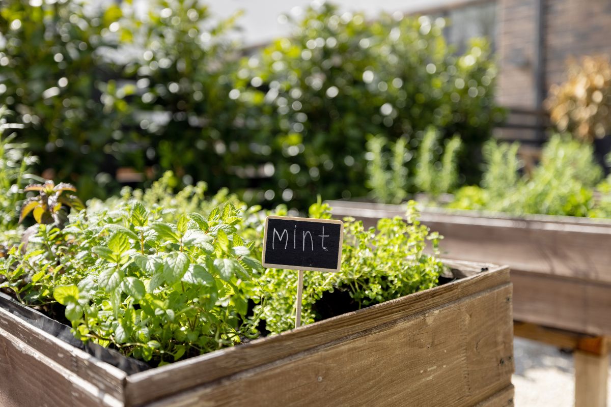 The image tells about a garden with mint herbs growing.