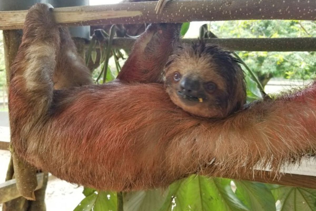 A picture of a sloth in Honduras.