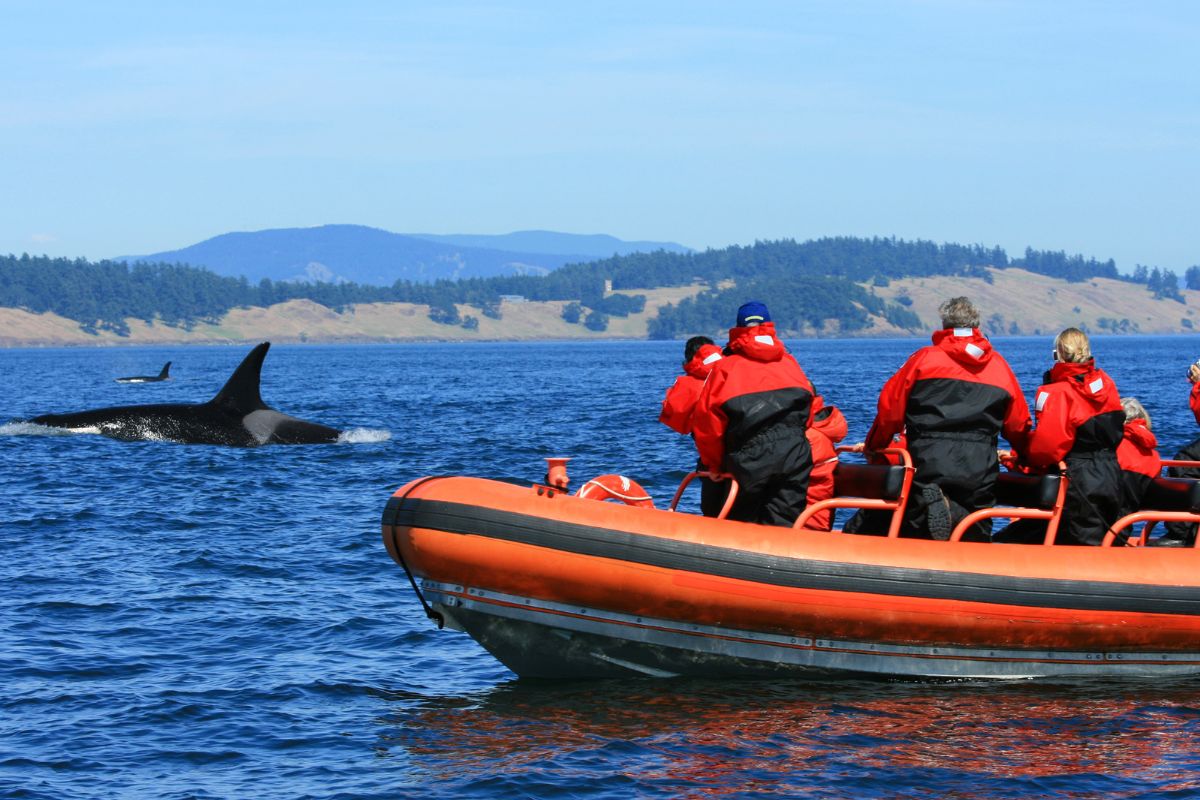A picture of people whale watching.