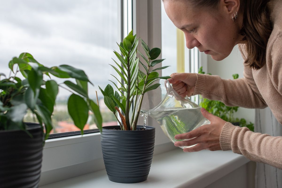 A picture of a teenager water plants.