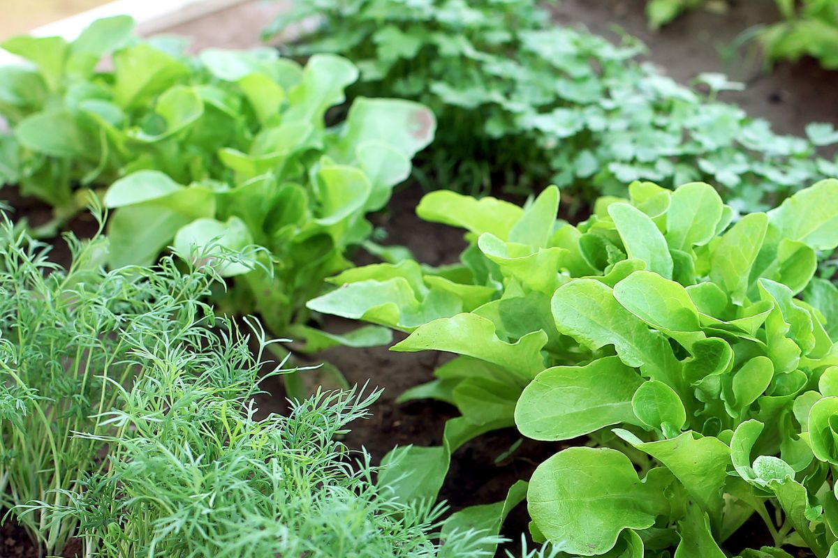 The picture shows a backyard garden.