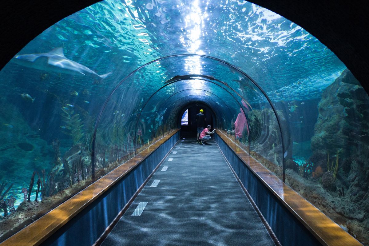 A picture of an aquarium.