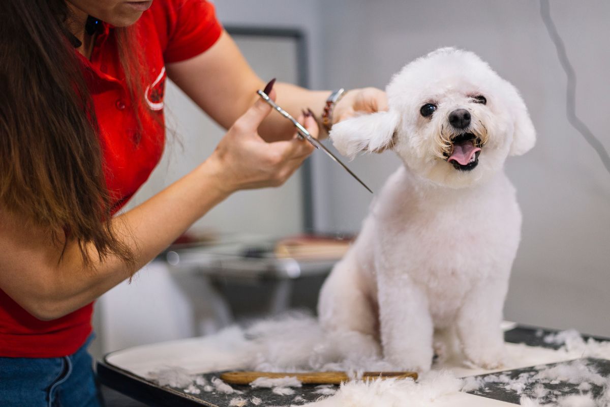 A picture of a dog being groomed.