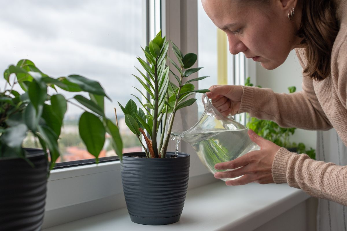 A picture of someone watering plants. 