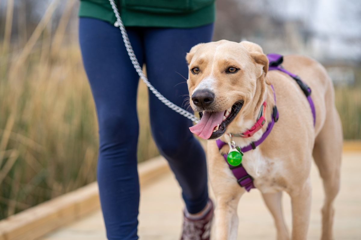 A picture of someone walking a dog. 