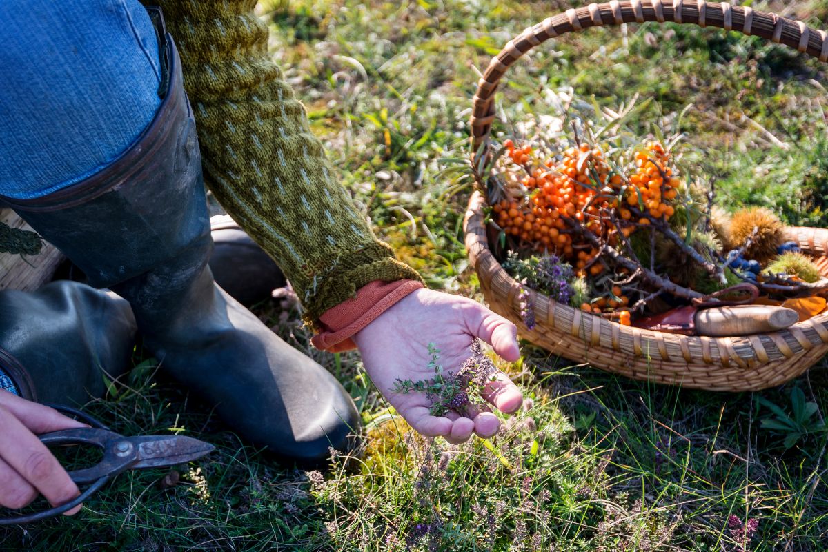 A picture of foraging.