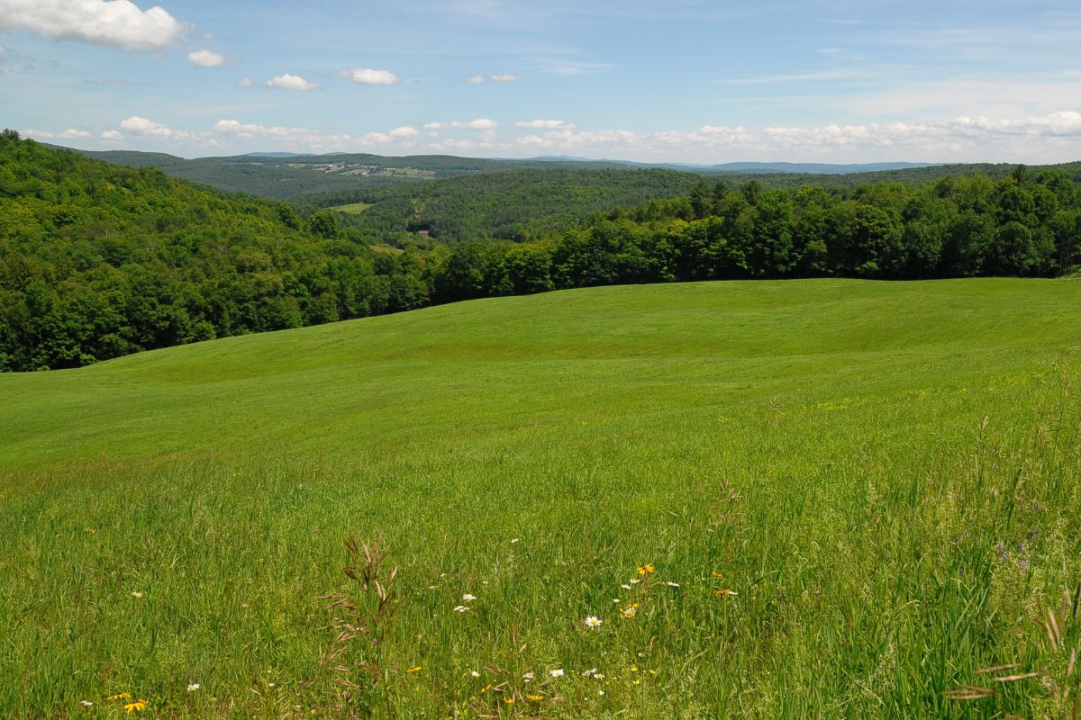 A picture of a grassy field. 