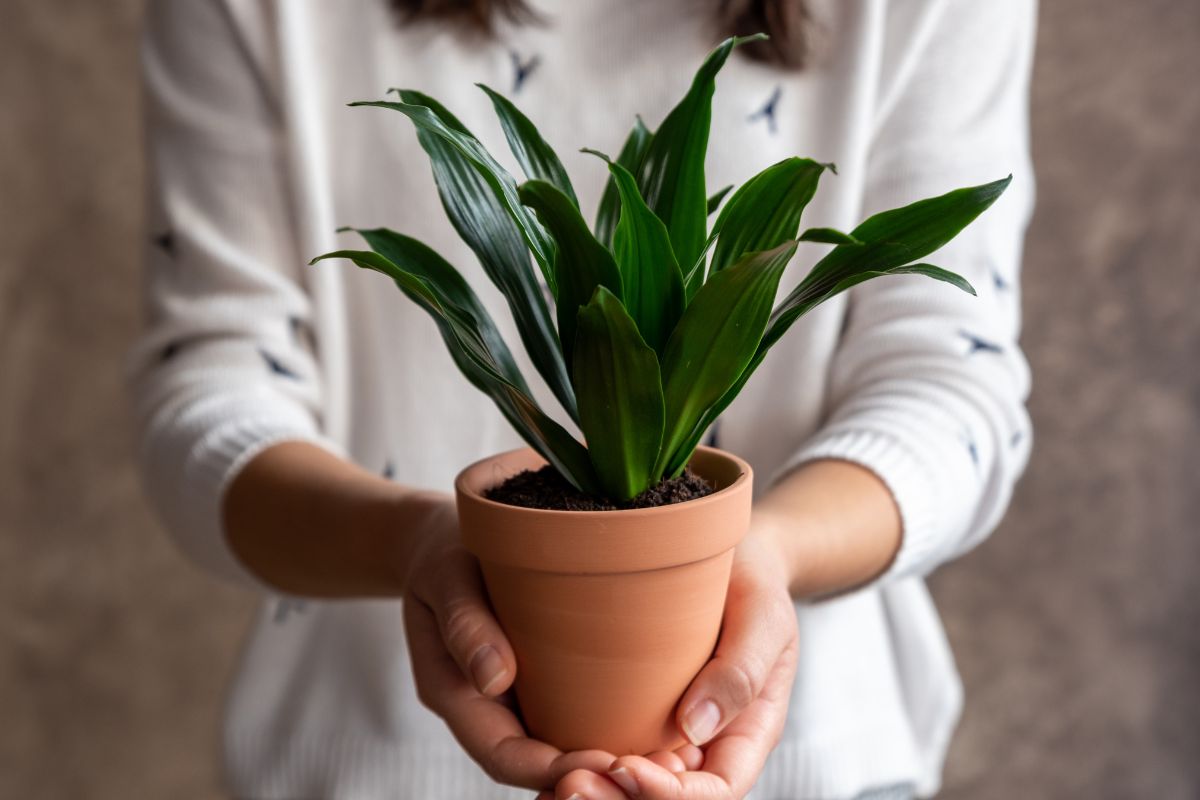 A picture of a plant. 