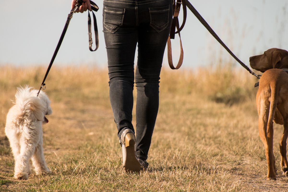 A picture of someone taking two dogs on a walk. 