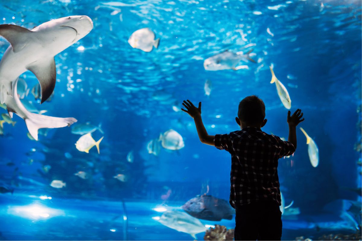 A picture of a child looking at an aquarium. 
