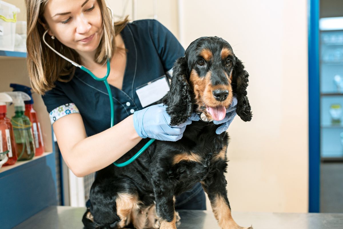 A picture of a pet being checked by a veterinarian.
