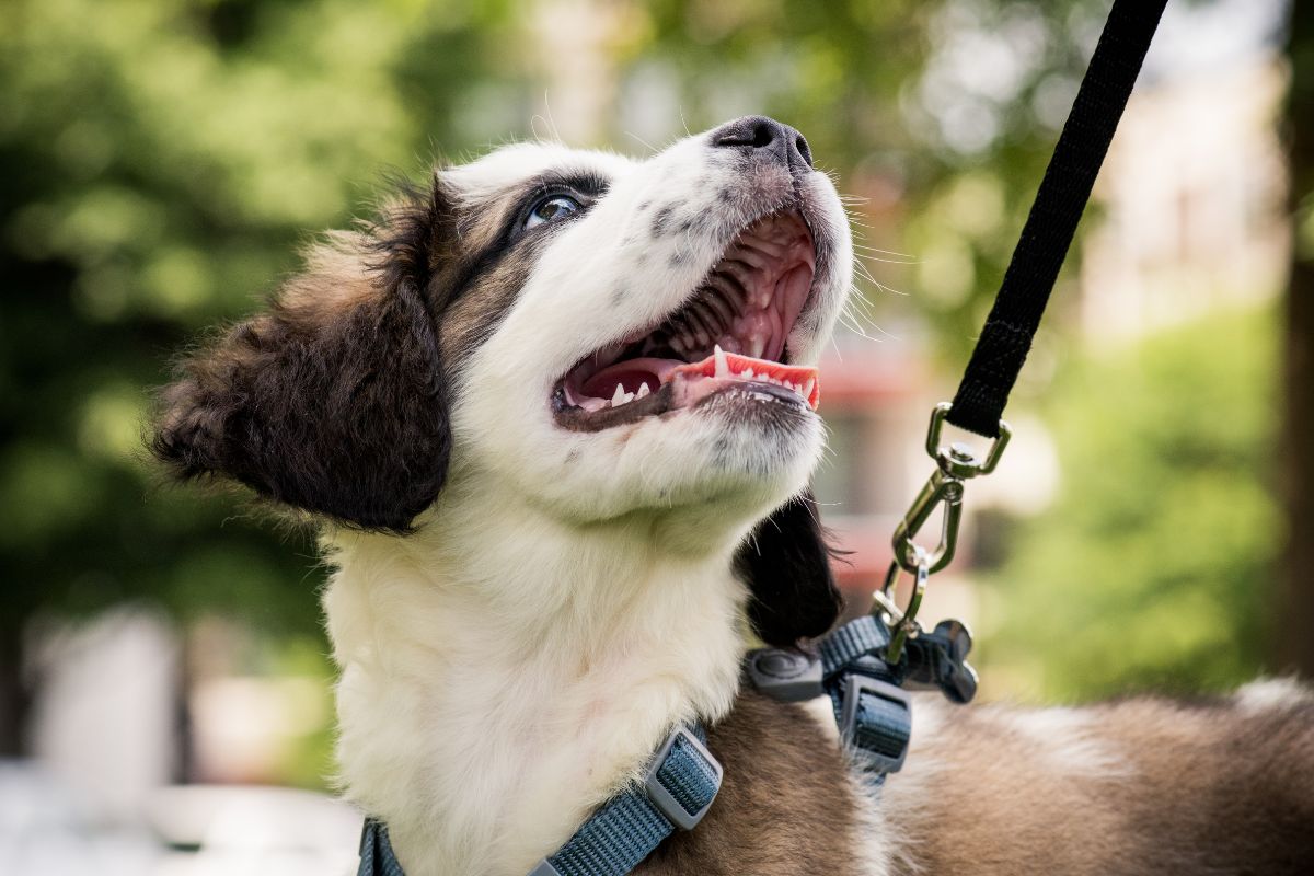 A picture of a dog walking.