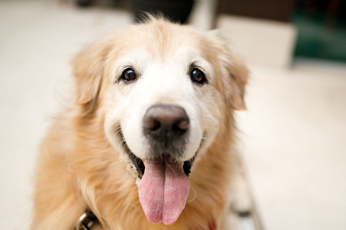 Une image de Golden Retriever.