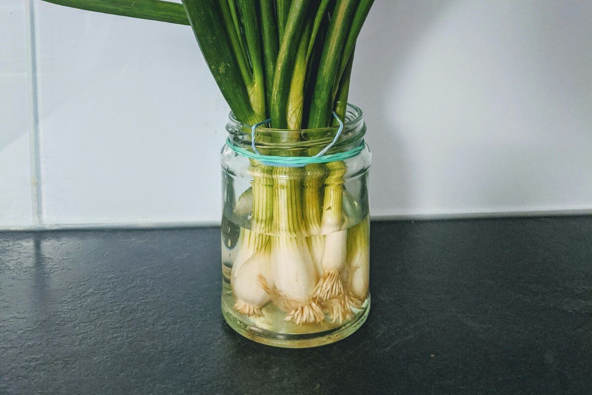 A picture of a glass jar turned into a pot. 