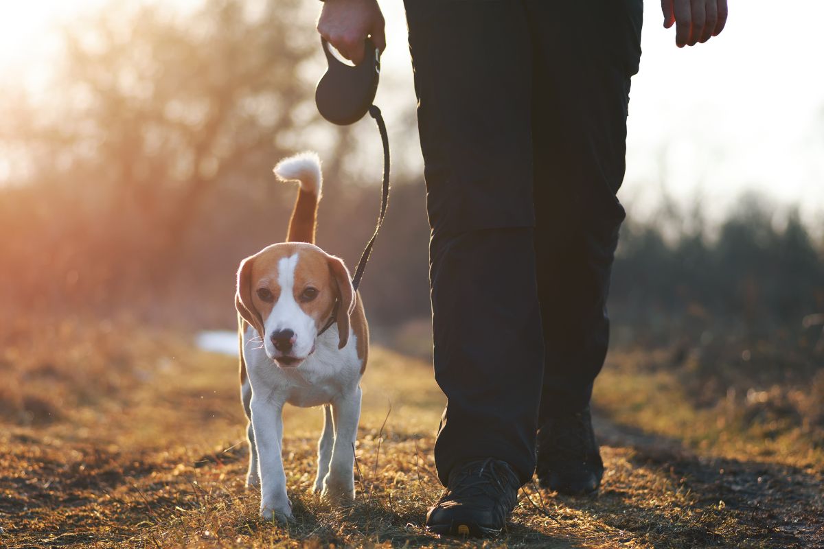 A picture shows a man and a dog walking.
